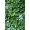 SIEPE SINTETICA FACILE LAUREL 1x3 MT