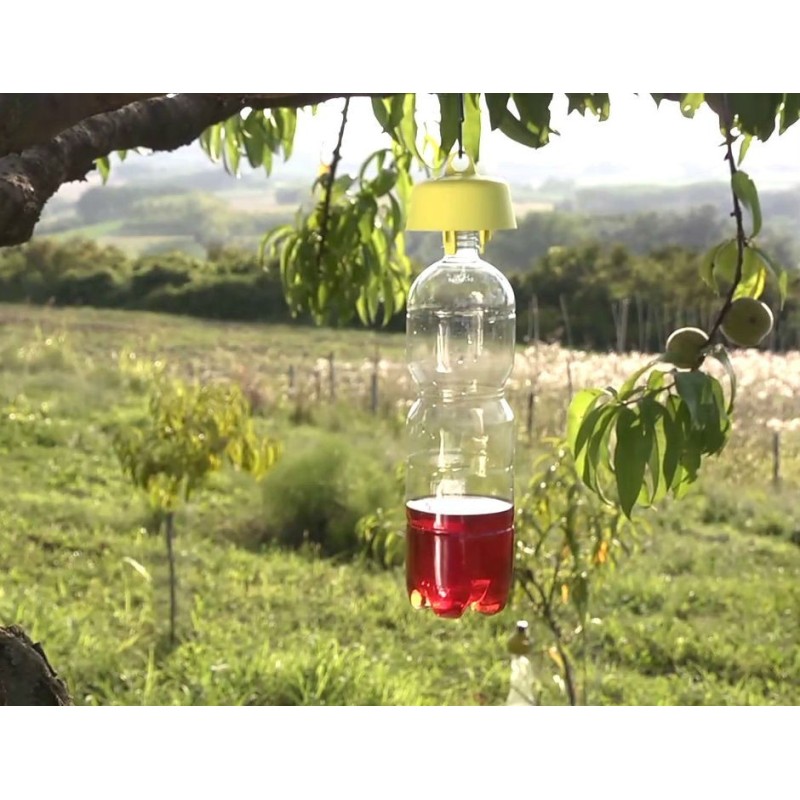 ricetta utilizzo trappola biologica per mosche tap trap