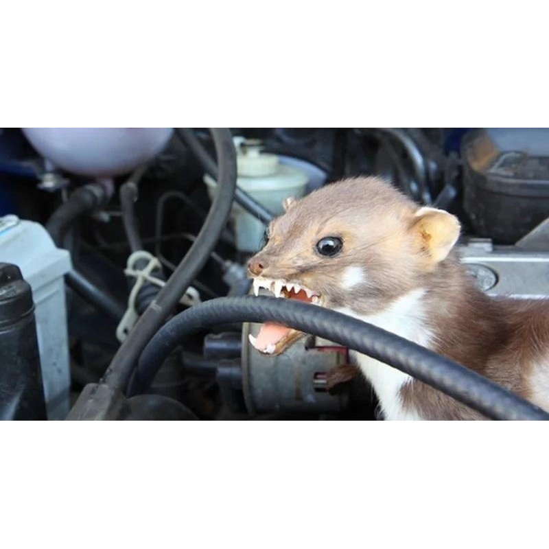 Come risolvere problema dei topi nel motore