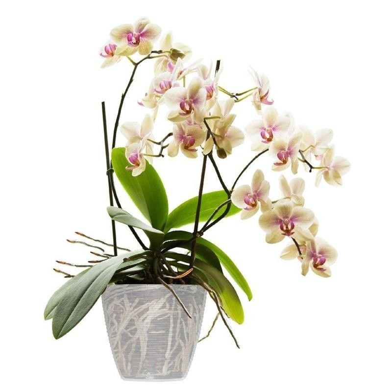 Vaso trasparente per orchidee cm 14