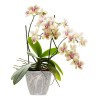 Vaso trasparente per orchidee cm 14