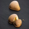 STAMPO IN SILICONE PER MINI SFOGLIATELLE