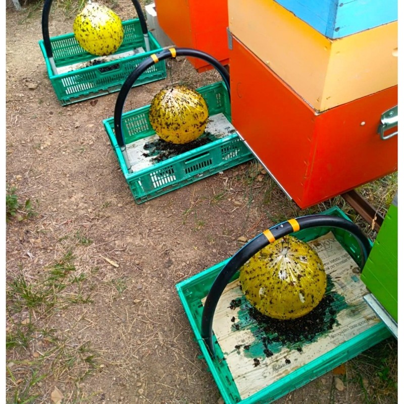 Trappola per calabroni e vespe che attaccano gli alveari delle api