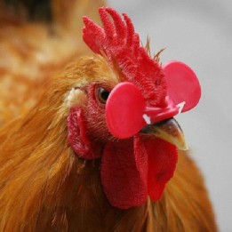 OCCHIALI ANTI-CANNIBALISMO PER GALLINE