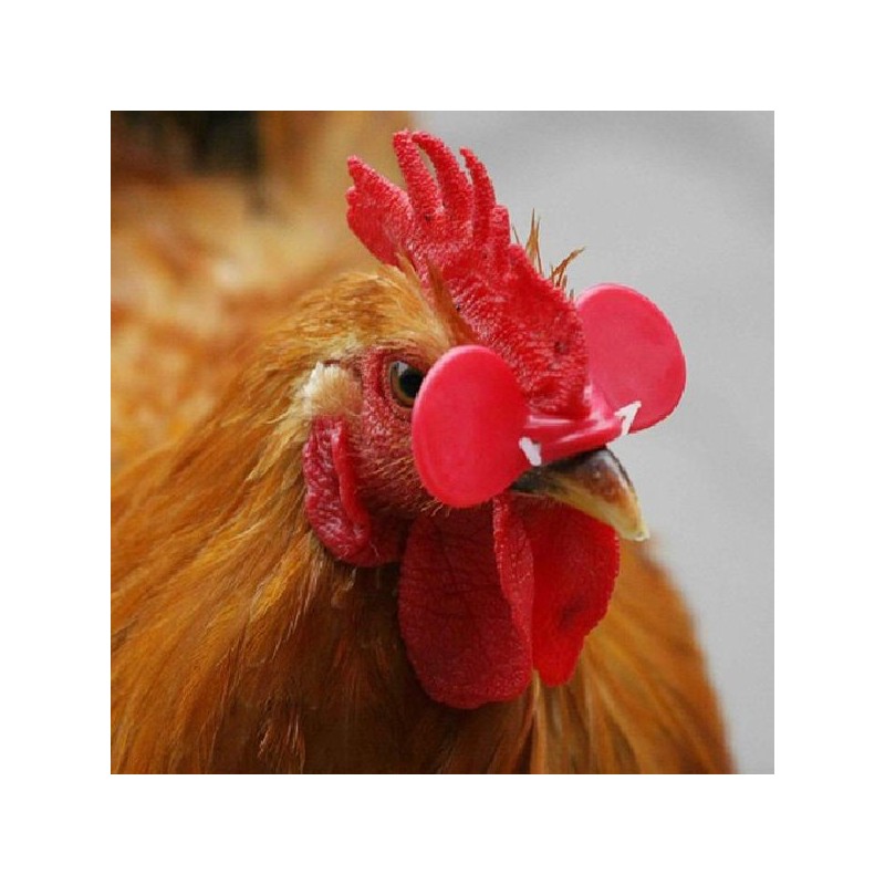OCCHIALI ANTI-CANNIBALISMO PER GALLINE