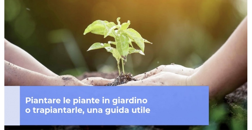 Piantare le piante in giardino o trapiantarle, una guida utile